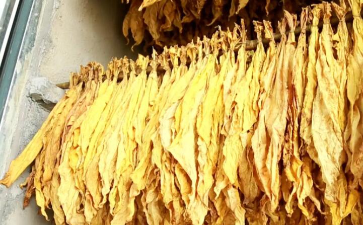 木屑顆粒燃料烘烤煙葉可以嗎？